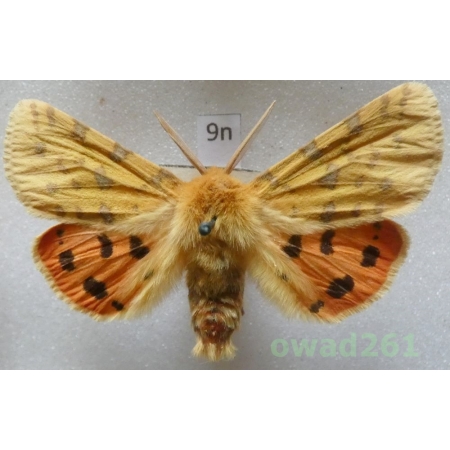 Rhyparia purpurata (Linnaeus, 1758) male Slovakia9n